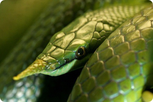 ������� ����� �������