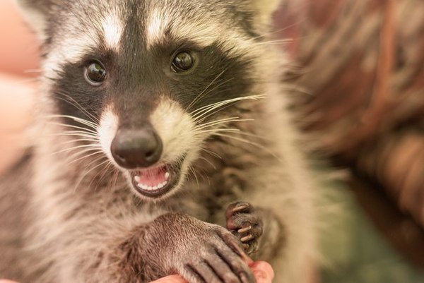 Осторожно мошенники.