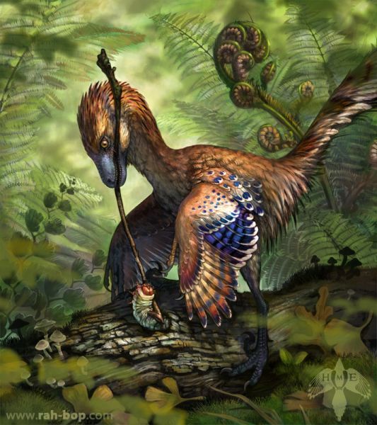 Jinfengopteryx , , Troodontidae, Jinfengopteryx, ,  , 