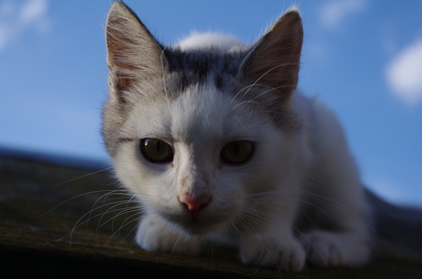 Spring, hey, come here! - My, Spring, Springaa you're somewhere, cat, Sky, Boys