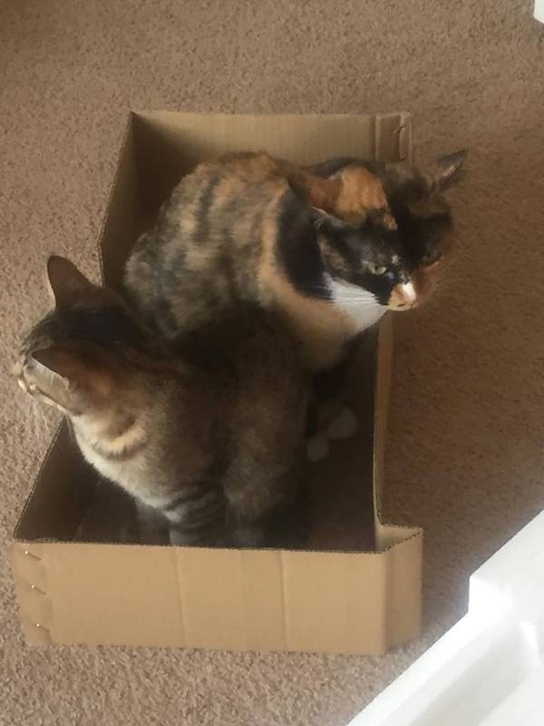 ��� ���� �� ��������� �������