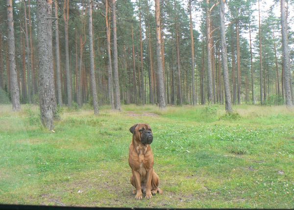 ������ ��������. �� �������� ������������.