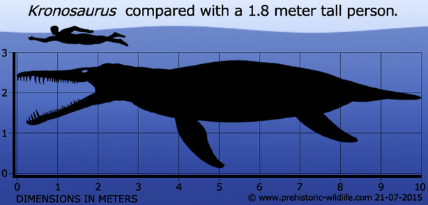  , , Plesiosauria, Pliosauroidea, Kronosaurus, ,  , , 