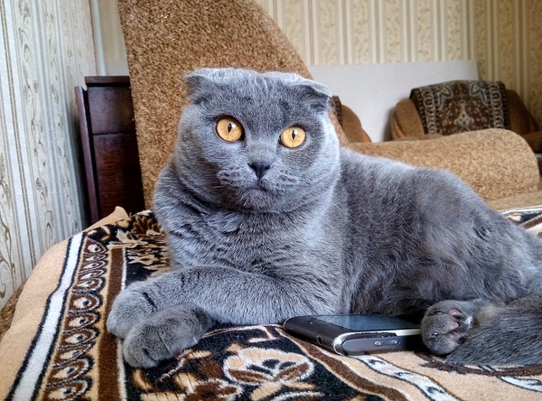 Наша котейка.