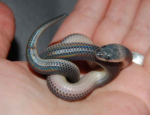 Snake snake snake , , , 