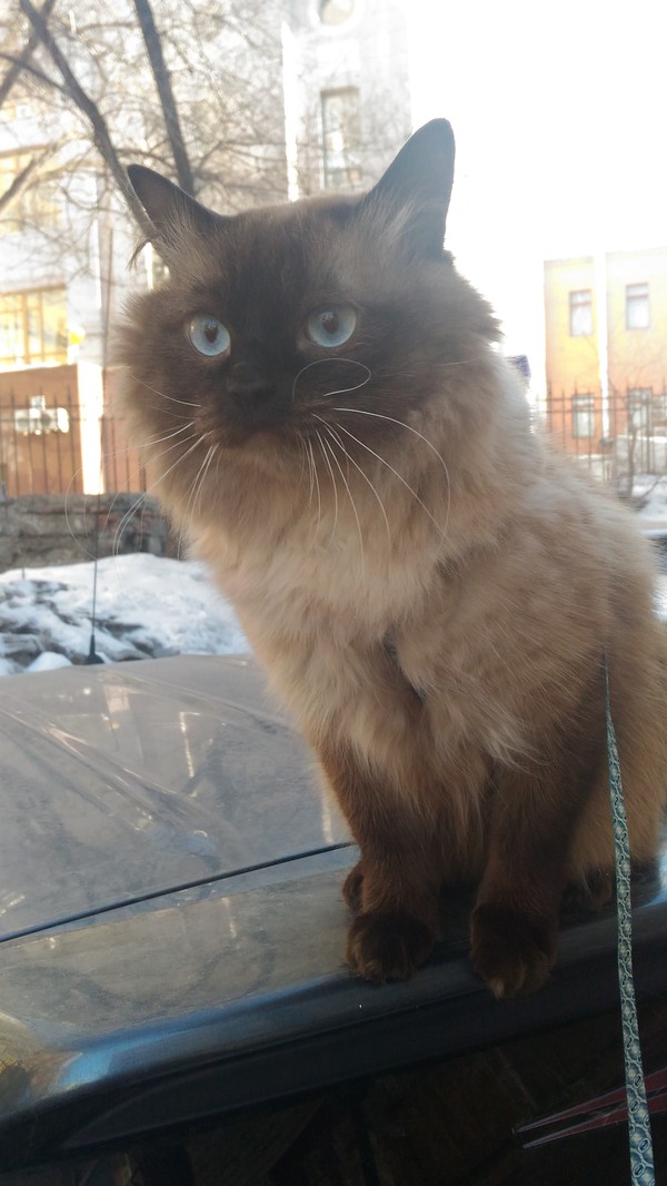 Оскар впервые удивил улицу, на улице....