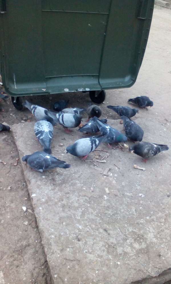 ������ ����������, ������ ������ ������ ����.