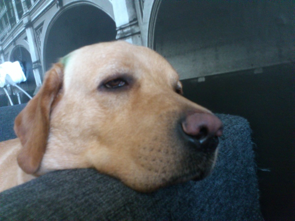 Собакен приуныл