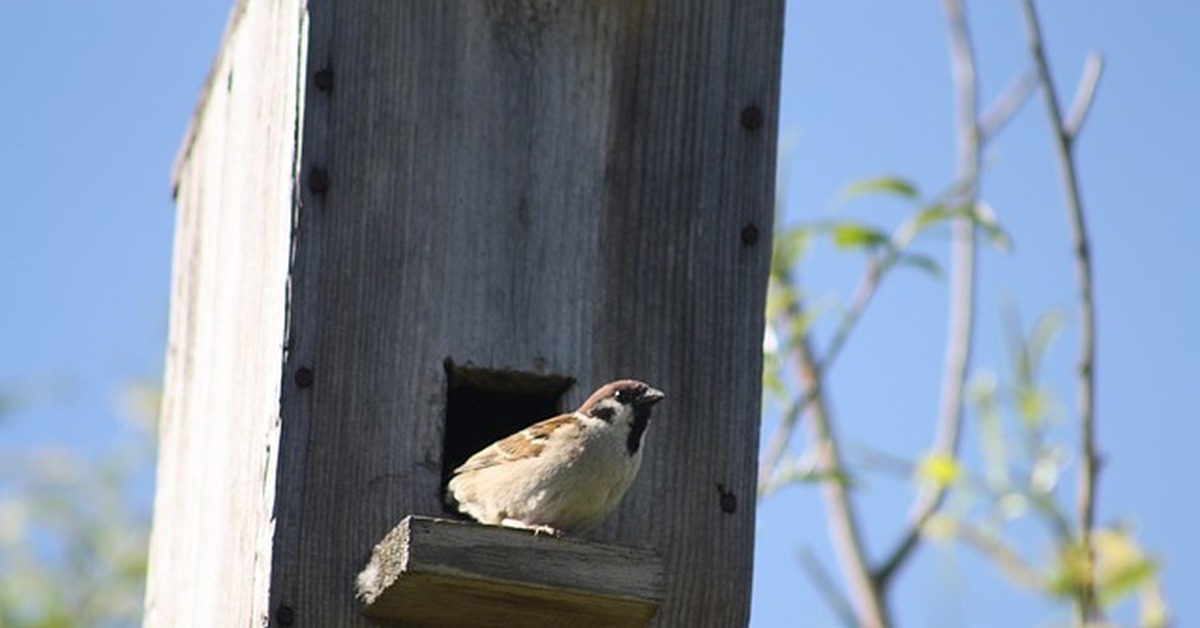 птичка и скворечник. скворечник-бельчатник "грач". скворец в скворечнике. скворец птица в скворечнике. птичка на заборе.