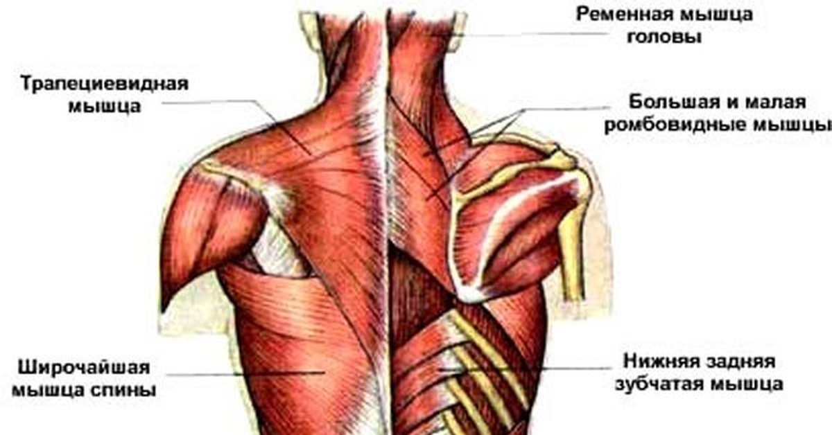 Главные мышцы спины. Ромбовидная и трапециевидная мышцы. Трапециевидная мышца спины упражнения. Строение трапециевидной мышцы. Большая и малая ромбовидные мышцы.
