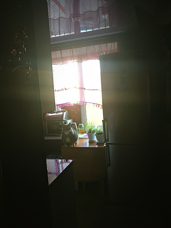 Всем солнечного кота.