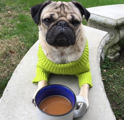 How am I going to spend Spring and Summer, given that I don't have money for vacations. - Pug, Longpost, Seasons, I don't have vacation money