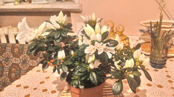 ���� ���������/����������� �������� �������� ��������