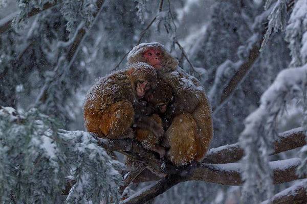 ��� 22 �����