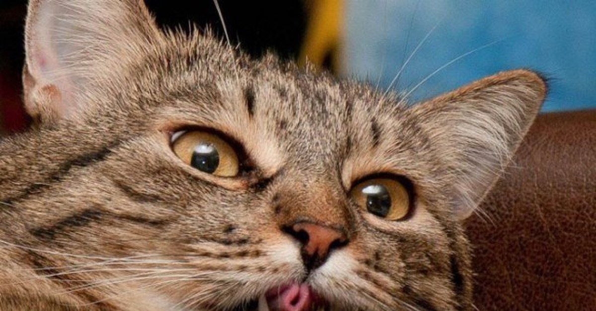 свернуть способный