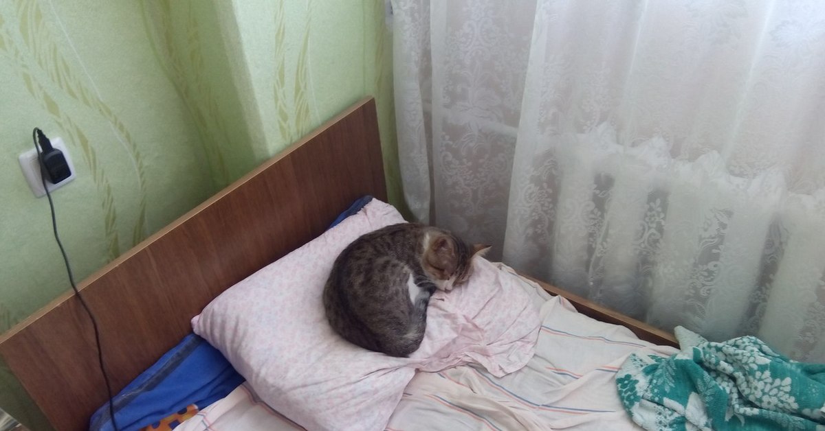 Животные в общежитии. Кот в общежитии. Общежитие с котиками. Общага котов. Общежитие для кошек.