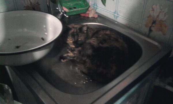 Кошка повадилась спать в раковине...