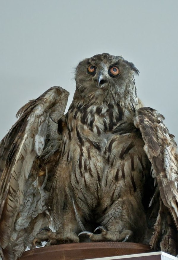 � ����� ����� ������...