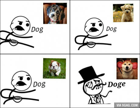 Of course, sir. This is a doge.