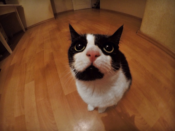 ������ ����