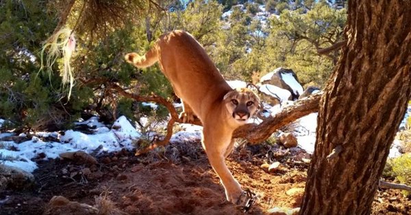 Спасение пумы
