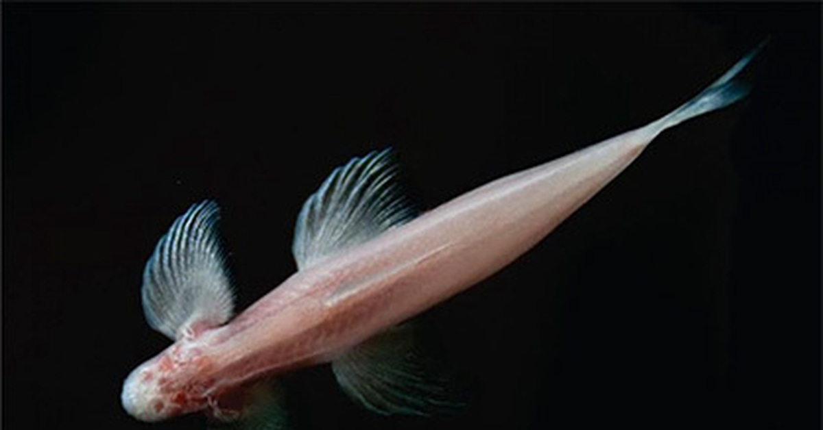 Эхолот 1108 lucky. Эхолот для рыбалки с берега беспроводной ff718. Обнаружения рыб. Рыба которую недавно обнаружили. Обнаружения рыб.