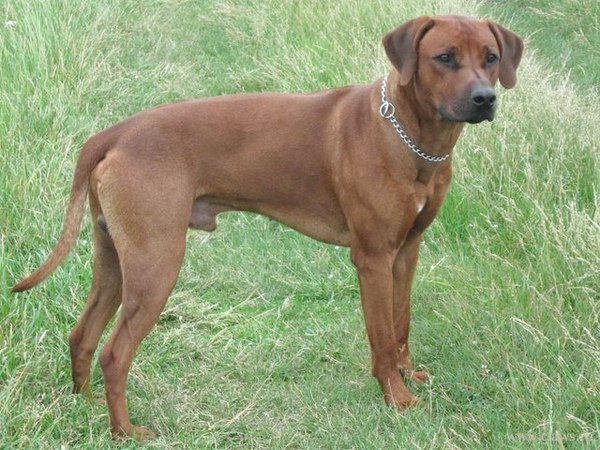 Друг человека