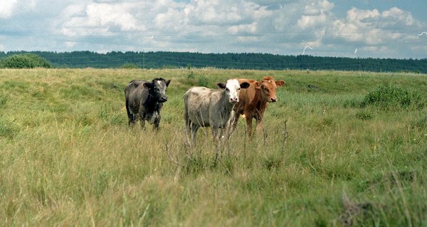 ��� ��������