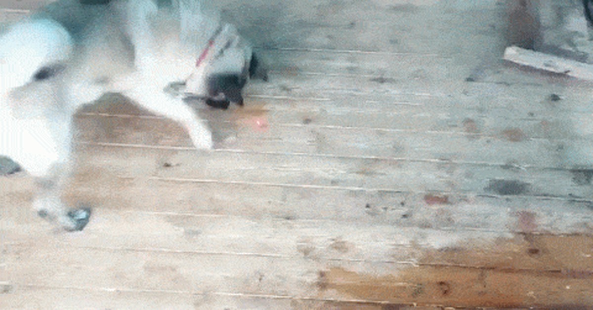 When a dog thinks it's a cat - My, Dog, cat, Red dot, Akita inu, American Akita, GIF, Akita Inu