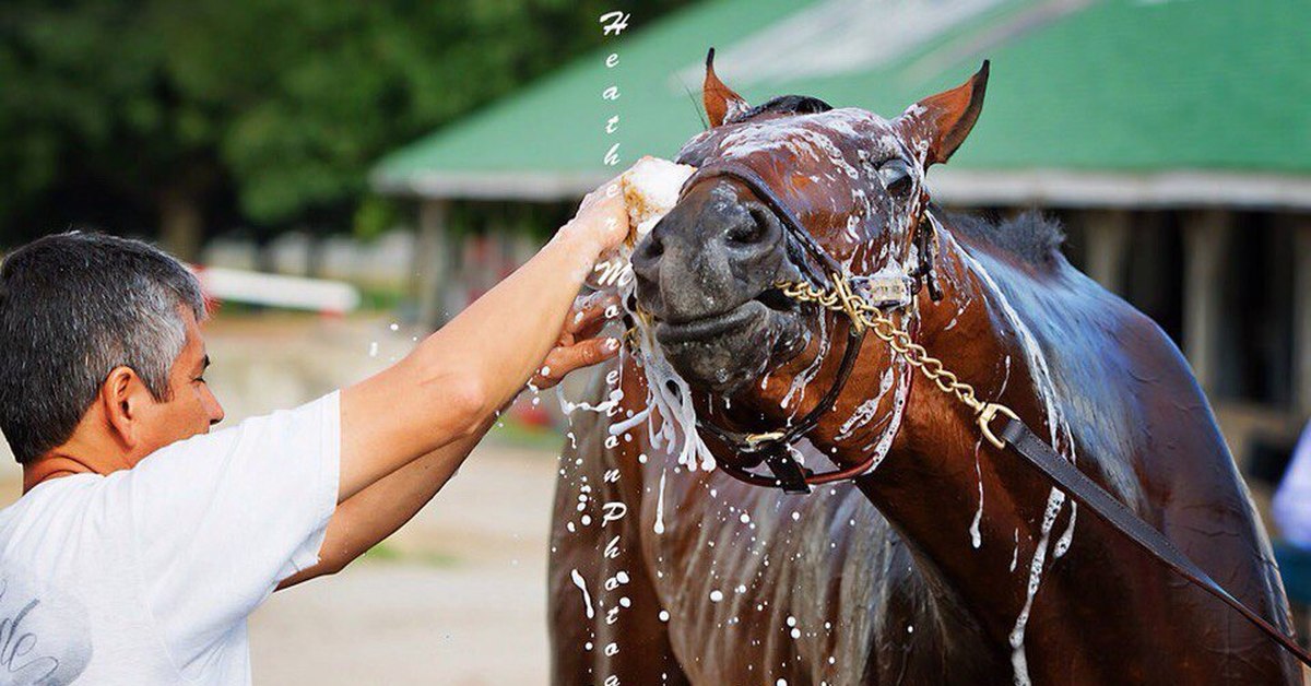 Кто ухаживает за лошадьми. Лошадь в мыле. Лошадь вся в мыле. Как мыть коня. Продолжить лош.