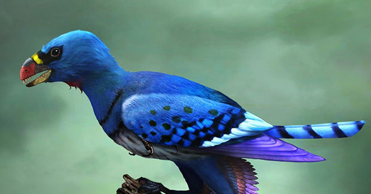 Виды птиц на грани вымирания. Sapeornis Chaoyangensis. Сапеорнис птица. Вымершие птицы. Красивые вымершие птицы.