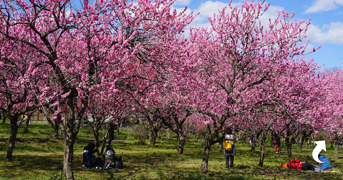 Как цветет персиковое дерево. Дерево персика цветущего. Персик дерево цветение. Цветет в Японии персиковое дерево. Нектарин дерево цветущее.