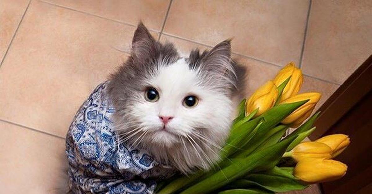 Кот дарит цветы мем