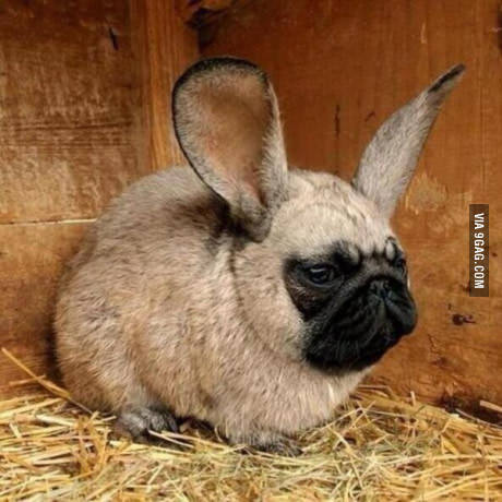 Pugs bunny (Pugs=)