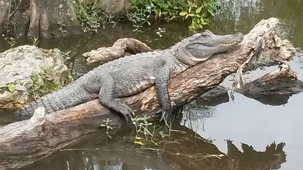 Кажется, крокодил познал дзен )))