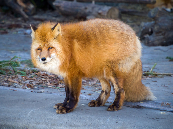 ���-�� ������ ������ ���� =)