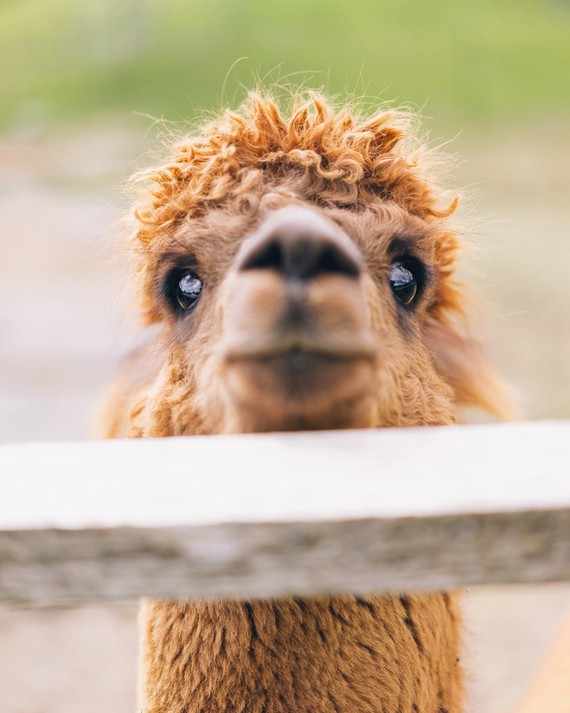 ��������� ����