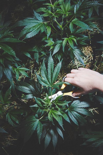Веганы курят марихуану наркотики по природе