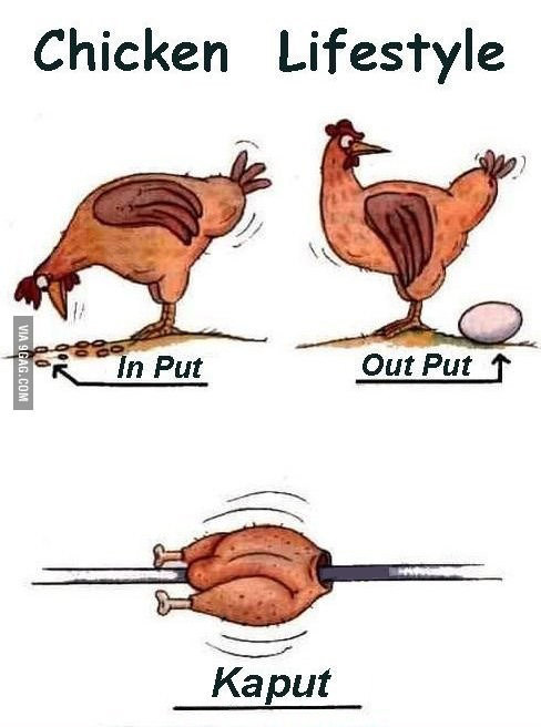 Куриный цикл жизни