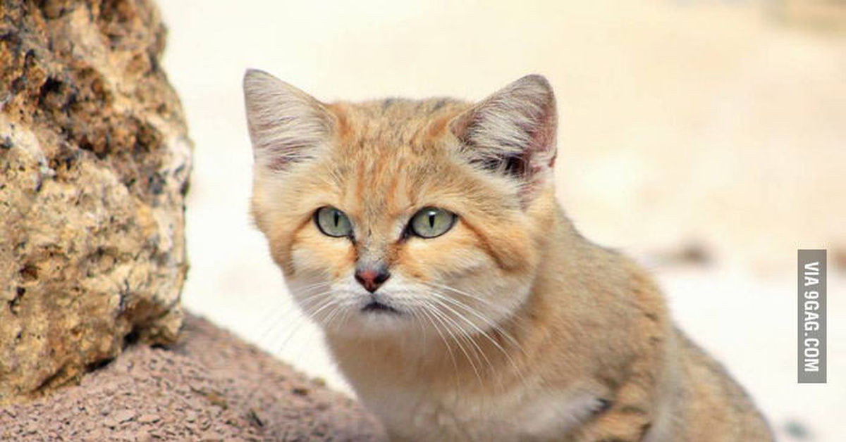 Кошка пустыни. Барханный кот. Барханный песчаный кот. Пустынная барханная кошка. Животные пустыни барханный кот.