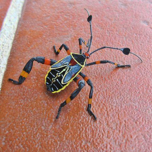 Этот клоп не пропускал день ног