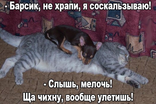 Главный чих