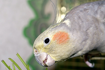 Пьяный житель Костромской области украл попугая ради бесед