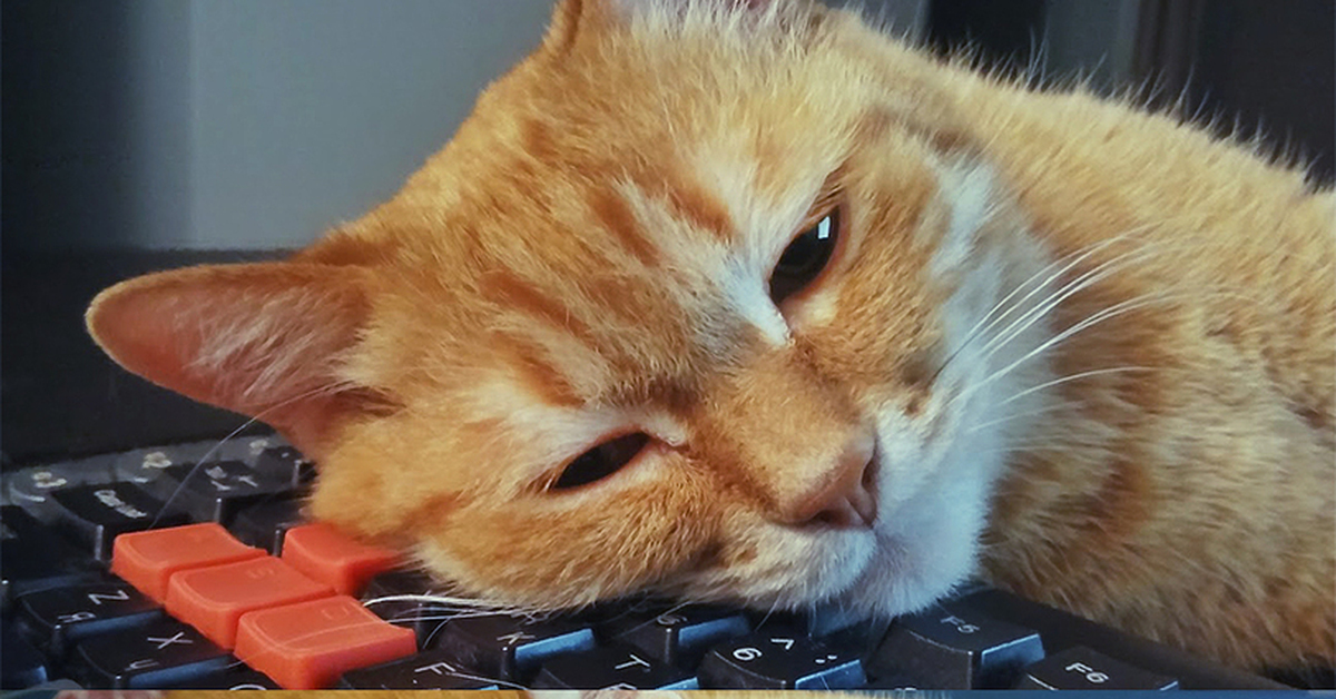 Понравился смешной. Рыжий кот на клавиатуре. Рыжая Клава. Комикс про рыжего кота. Картинка кот и компутер.