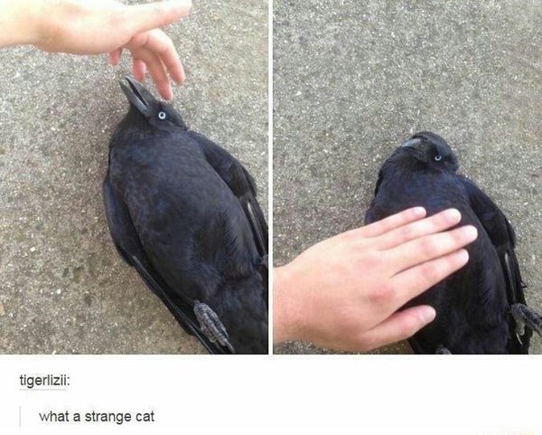 what a weird cat - cat, Crow, Unexplored