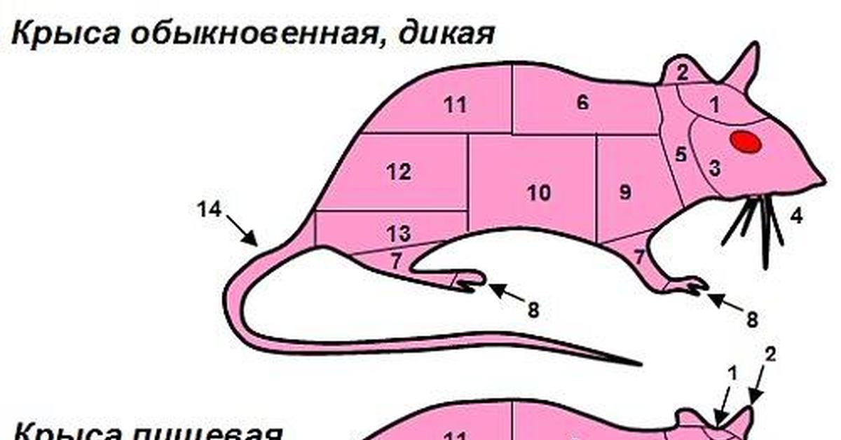 Как разделать зайца. Схема разделки кенгуру. Разделка кролика туши схема. Схема разделки крысы.