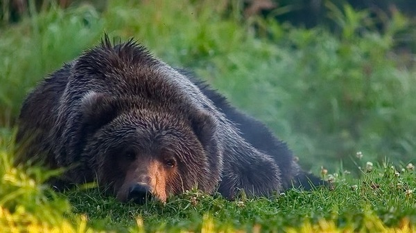 Потапыч на отдыхе