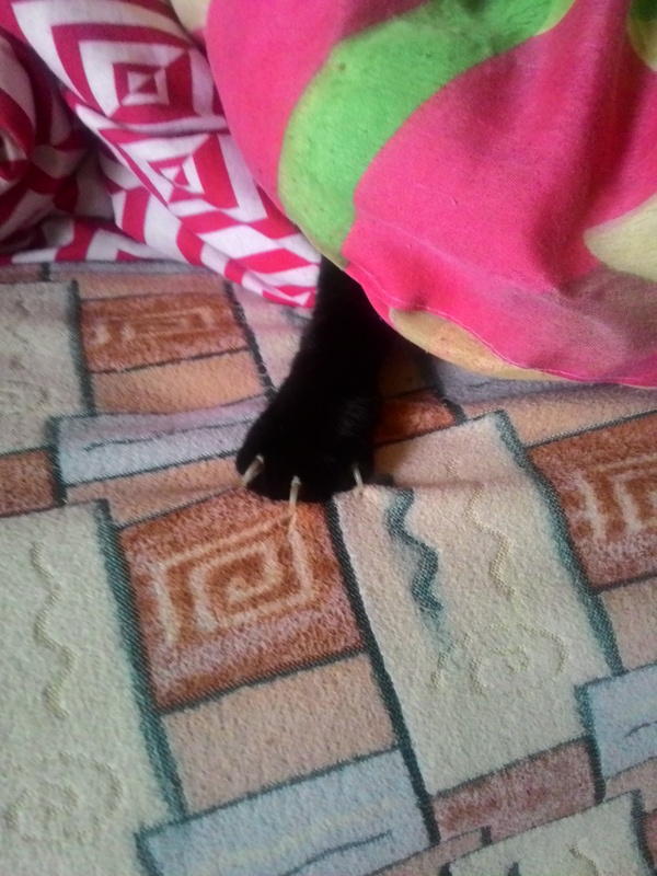 Мне кажется,или мой кот хочет мне что-то сказать ?