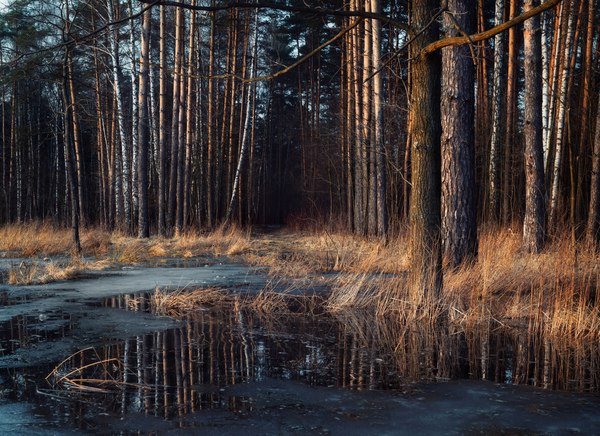 Сфоткал весенее , искал Михалыча, нашел только лужу
