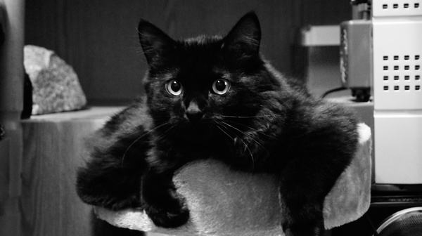 Нужна помощь лиги фотографов .